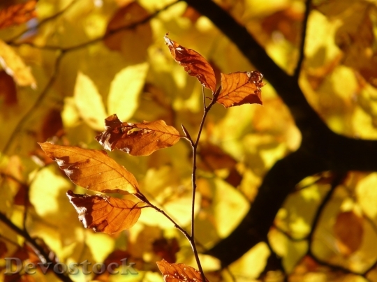 Devostock Autumn nature tree leaves  (9)