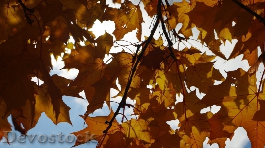 Devostock Autumn nature tree leaves  (92)
