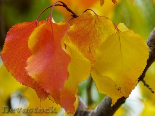 Devostock Autumn nature tree leaves  (93)