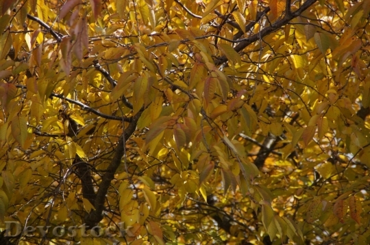 Devostock Autumn nature tree leaves  (95)