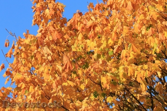 Devostock Autumn nature tree leaves  (96)