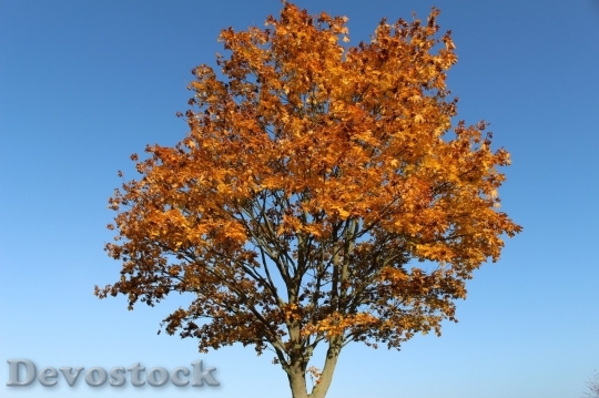 Devostock Autumn nature tree leaves  (99)