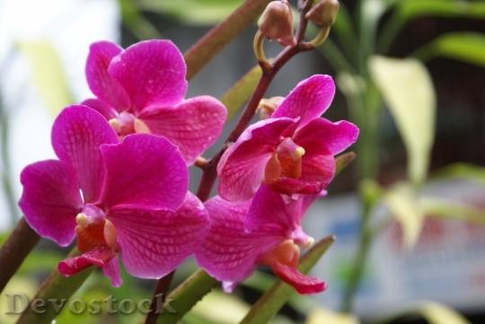 Devostock banaueorchids-dsc01043