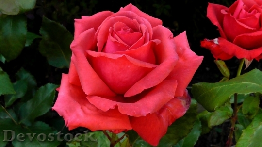 Devostock Beautiful red rose  (1)