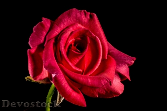 Devostock Beautiful red rose  (100)