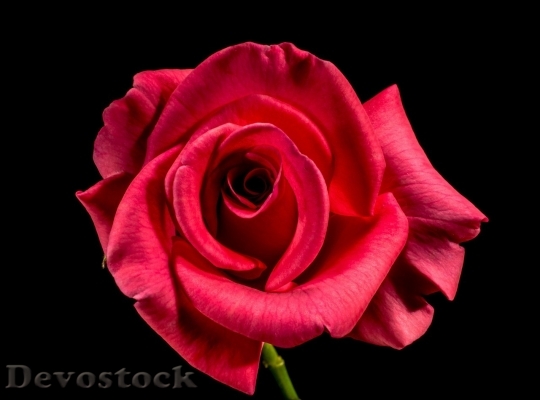 Devostock Beautiful red rose  (101)