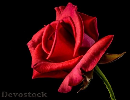 Devostock Beautiful red rose  (102)