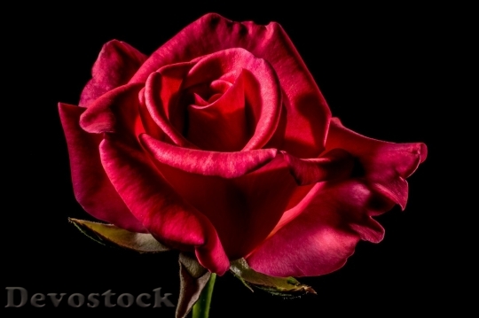 Devostock Beautiful red rose  (103)