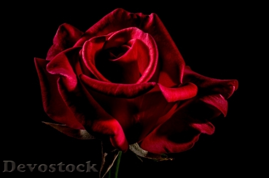 Devostock Beautiful red rose  (104)