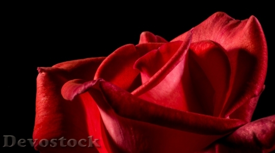 Devostock Beautiful red rose  (106)
