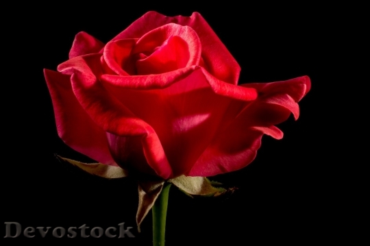 Devostock Beautiful red rose  (107)