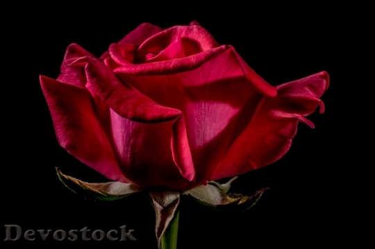 Devostock Beautiful red rose  (108)