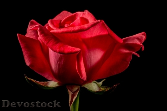 Devostock Beautiful red rose  (109)