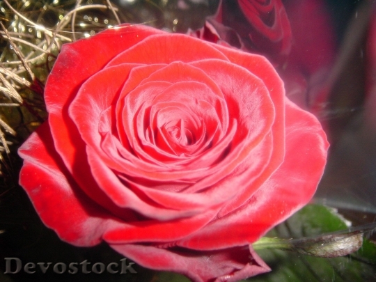 Devostock Beautiful red rose  (111)