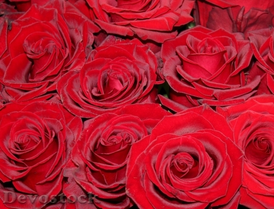 Devostock Beautiful red rose  (112)