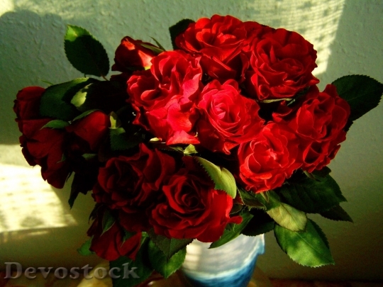 Devostock Beautiful red rose  (118)