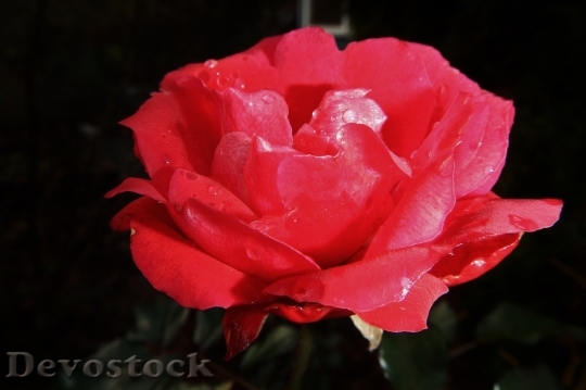 Devostock Beautiful red rose  (119)