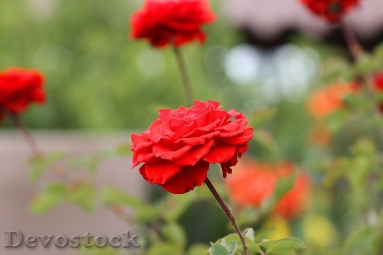 Devostock Beautiful red rose  (120)