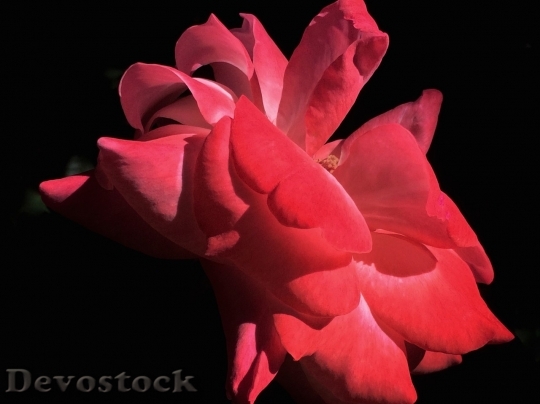 Devostock Beautiful red rose  (122)