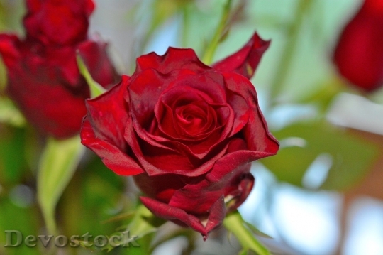 Devostock Beautiful red rose  (123)