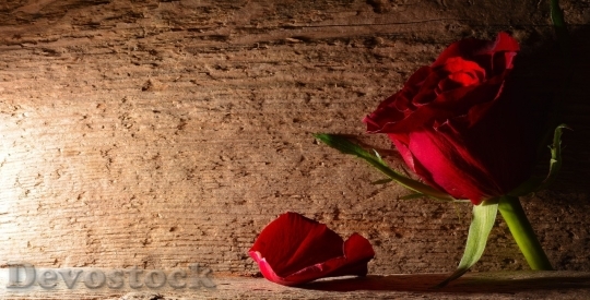 Devostock Beautiful red rose  (129)