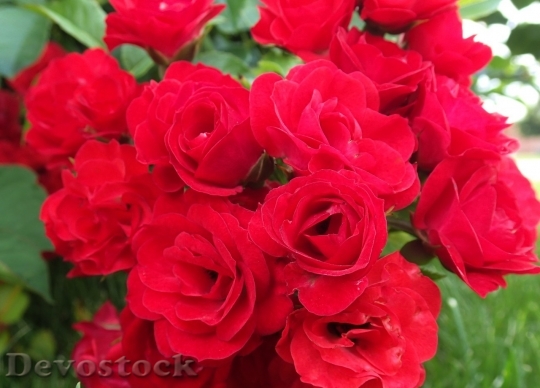 Devostock Beautiful red rose  (130)