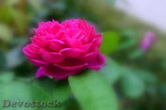 Devostock Beautiful red rose  (133)
