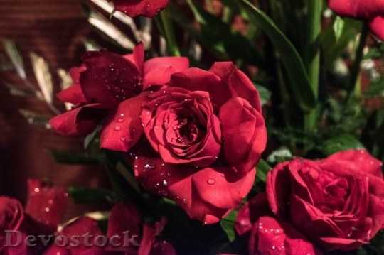 Devostock Beautiful red rose  (134)