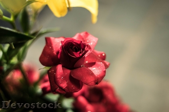 Devostock Beautiful red rose  (135)
