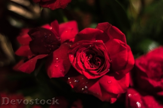 Devostock Beautiful red rose  (136)