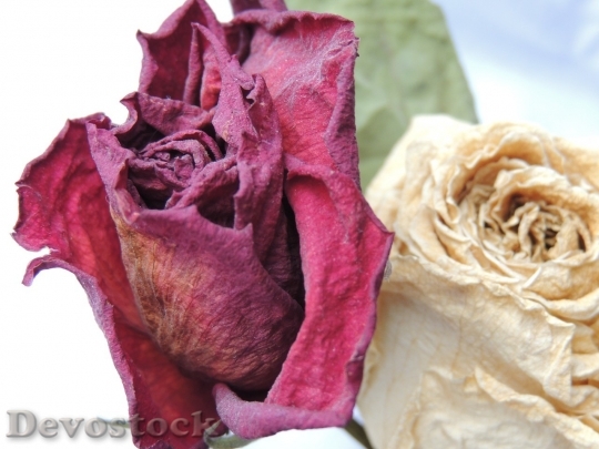 Devostock Beautiful red rose  (137)