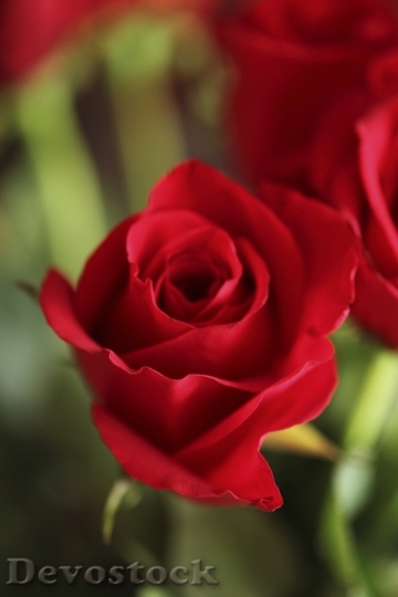 Devostock Beautiful red rose  (138)