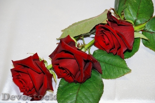 Devostock Beautiful red rose  (139)
