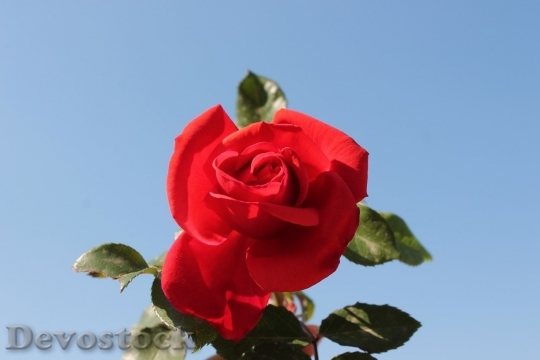 Devostock Beautiful red rose  (14)