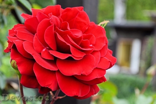 Devostock Beautiful red rose  (140)