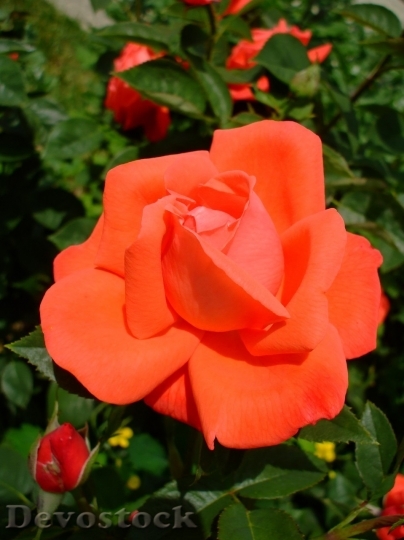 Devostock Beautiful red rose  (142)