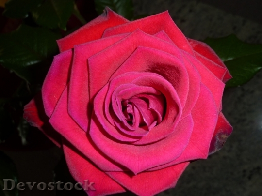 Devostock Beautiful red rose  (143)