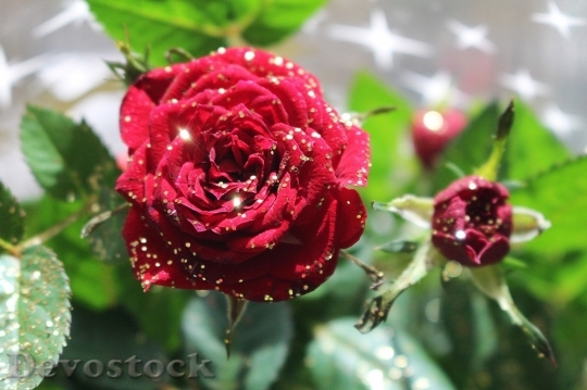 Devostock Beautiful red rose  (144)