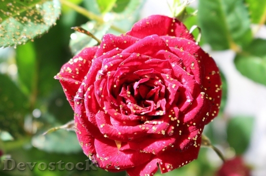 Devostock Beautiful red rose  (146)