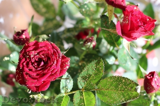 Devostock Beautiful red rose  (147)