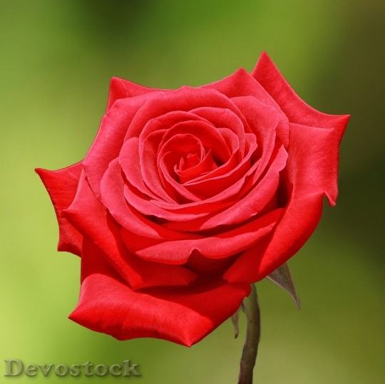Devostock Beautiful red rose  (149)
