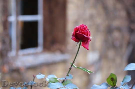 Devostock Beautiful red rose  (150)