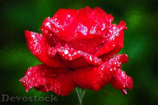 Devostock Beautiful red rose  (151)