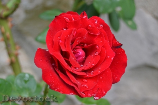 Devostock Beautiful red rose  (153)