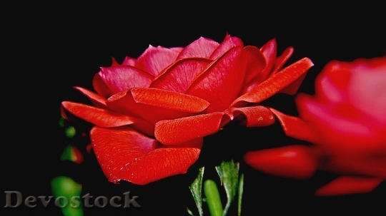 Devostock Beautiful red rose  (154)