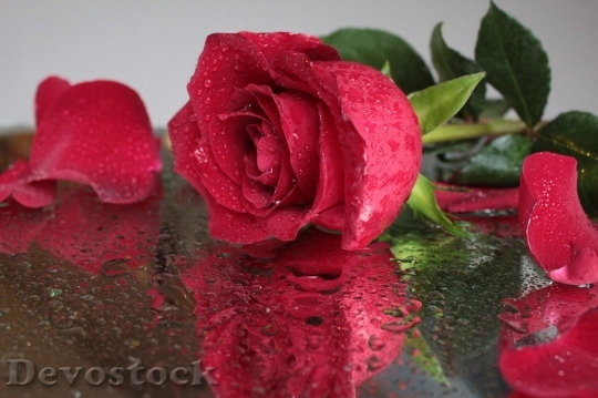 Devostock Beautiful red rose  (155)