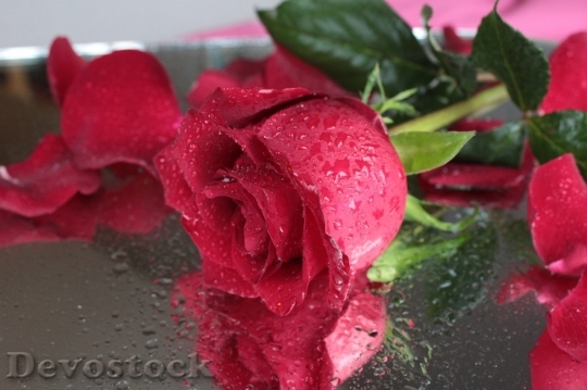 Devostock Beautiful red rose  (156)