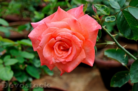Devostock Beautiful red rose  (157)