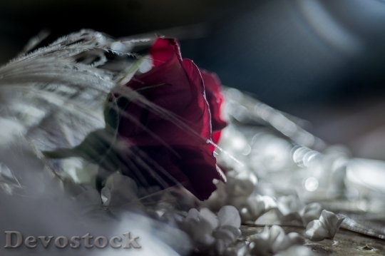 Devostock Beautiful red rose  (158)