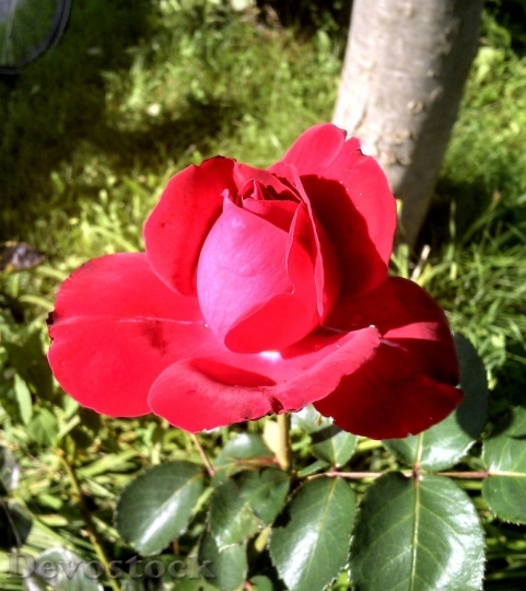 Devostock Beautiful red rose  (159)
